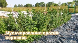 Мульчирование черной пленкой против сорняков