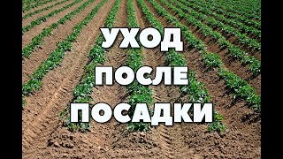 УХОД ЗА КАРТОФЕЛЕМ ПОСЛЕ ПОСАДКИ