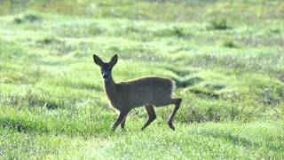 Sarna - Góralska piosenka ludowa - Polish Highlanders' folk song