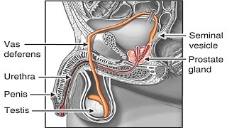 How Sperm Travels through Male Reproductive System Animation - Sperm Release Pathway -Function Video