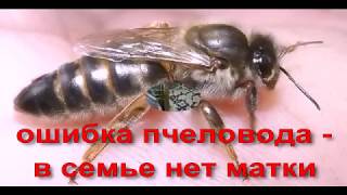 ошибки пчеловода  - в семье пчел нет матки, что делать