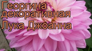 Георгина декоративная Лука Джоанна ? обзор: как сажать, рассада георгины Лука Джоанна