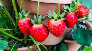 COMO PLANTAR FRESAS ?