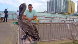 Miami Beach, Sunny Isles Beach, Майамские Пеликаны )))