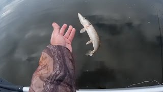 За щукой - 7! Ловля щуки троллингом в октябре. For pike!