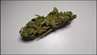 Мой метод определение зрелость марихуаны! А как вы это делаете?