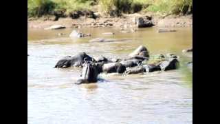 Crocodile vs. Pregnant Wildebeest vs. Adult Hippopotamous @ The Mara River, Tanzania, Africa