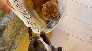 カワウソさくら 助けようとするカワウソと別に求めてない猫 Otter who want to help, cat who don't need help