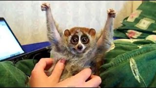The truth behind the slow loris pet trade and 'cute' tickling slow loris videos