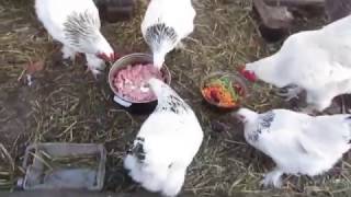 Витаминные добавки для кур .Vitamin supplements for chickens