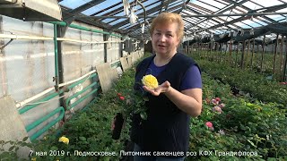 Вид привитых саженцев роз через три месяца.