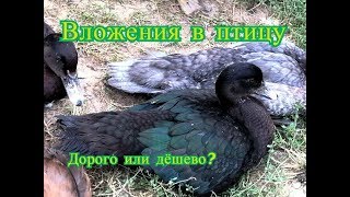 Мускусные утки - из чего складывается цена на птицу