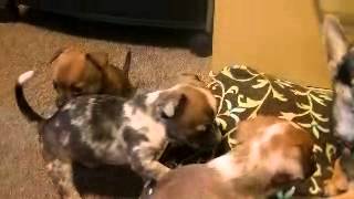 4 week old chihuahua puppies playing