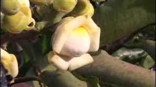 Pollination of Brazil nut flowers by carpenter bees
