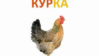 МУЛЬТФІЛЬМИ ДЛЯ ДІТЕЙ УКРАЇНСЬКОЮ. ДИКІ ТА СВІЙСЬКІ ТВАРИНИ. ВИВЧАЄМО КОЛЬОРИ, ОВОЧІ ТА ФР