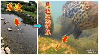 為何這魚淺水灘狂咬，一探究竟原來是…