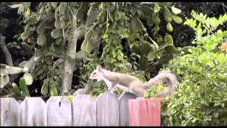 Squirrel on my back porch