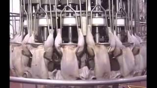 Fecal Soup: Poultry Slaughter Procedures