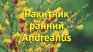 Ракитник ранний андреанус. Краткий обзор, описание характеристик cytisus x praecox Andreanus
