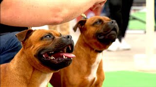 CACIB NEUMÜNSTER STAFFORDSHIRE BULLTERRIER