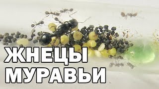 Муравьиная ферма Муравьи жнецы (messor structor)