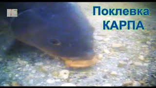 Поклевки КАРПА под водой. Насадка- кукуруза на волосе. Подводная Съемка, рыбалка, fishing