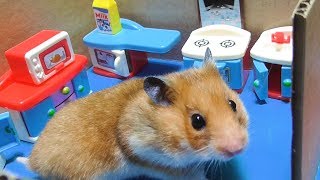 Хомяк ищет еду в доме лабиринте. Крутые Хомки.