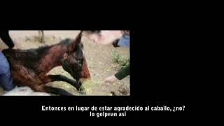 NO MAS TAS QUE SEA LEY !!!  fragmento Documental HORSES