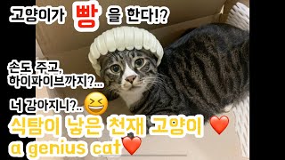 [Eng Sub] a genius cat/고양이 개인기❤️ cats individual skills are outstanding.고양이가 빵야를 해요! (손, 하이파이브 함!!)