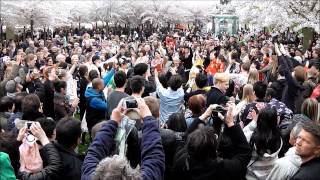 Sakura Festival 2015