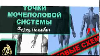 Точки хиджамы мочеполовой системы