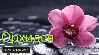 Фаленопсис. Как ухаживать за орхидеей?