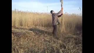 Заготовка камыша для изготовления ульев.
