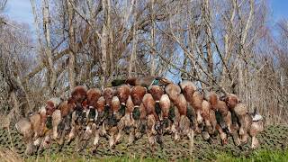 Duck Hunting Opening Weekend NZ 2017