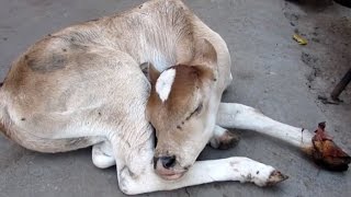 Mother Cow Watches Rescuers Save Her Calf's Life After Being Run Over By Car