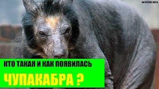 Как появилась чупакабра?