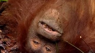 Rescuing A Wild Orangutan | Orangutan Diary | BBC