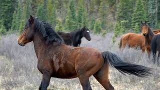 Wild Stallion on Guard