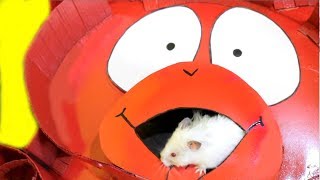 МедвеЛАБИРИНТ для Хомяков Ириска и Пушок на новой полосе препятствий от медведя Валеры \ LizaTube