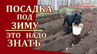 ПОСАДКА  ПОД ЗИМУ- , ЛУК,ЧЕСНОК ,КАРТОФЕЛЬ ,ТОМАТЫ,  ЗЕЛЕНЬ СВЕКЛА,МОРКОВЬ-СРОКИ,ПОДГОТОВКА ГРЯДКИ..