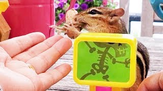 쳐키 진찰하기 Chipmunk Chucky Checkup Time