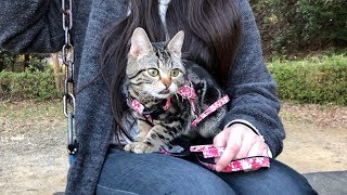 妹と公園でお散歩して初めての巨大アスレチックで遊びまくる猫