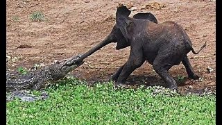 Baby Elephant attacked by a Crocodile!! Mother Comes to Rescue!!