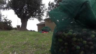 Μάζεμα ελιάς. Ας εκμεταλλευτούμε την γη μας