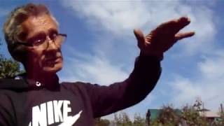 О саженцах плодовых деревьев