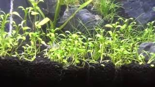 わずか数日で茶ゴケが消えた！／Removing Brown Algae