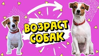 СРАВНЕНИЕ ВОЗРАСТА СОБАКИ И ЧЕЛОВЕКА | СКОЛЬКО ЛЕТ ВАШЕЙ СОБАКЕ В ПЕРЕВОДЕ НА НАШИ ГОДЫ??