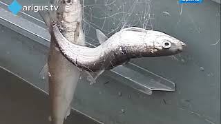 В Бурятии браконьеров оштрафовали на 140 тысяч рублей