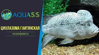 ?Aquass - Nandopsis haitiensis содержание видео