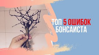 ТОП 5 ошибок начинающего бонсаиста. Бонсай с самого начала